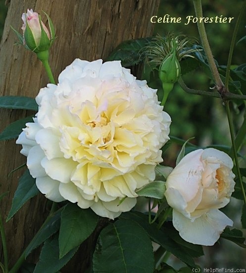 'Céline Forestier (Tea Noisette, Trouillard, 1842)' rose photo