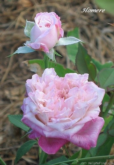 'Homère' rose photo