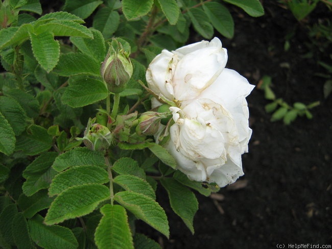 'Gleam' rose photo