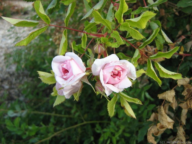 'Prairie Sweetheart' rose photo