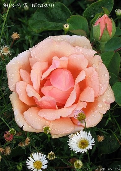 'Mrs. A. R. Waddell' rose photo