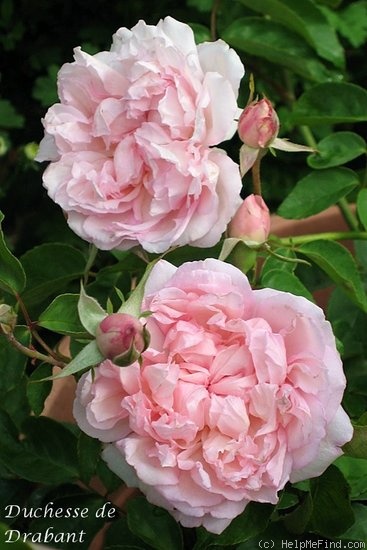 'Duchesse de Brabant' rose photo