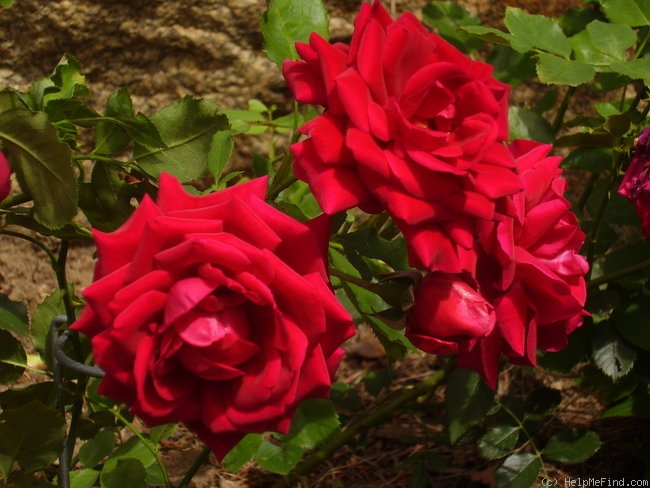 'Queen of the Lakes' rose photo