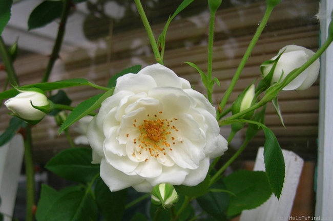 'Tyrelle' rose photo