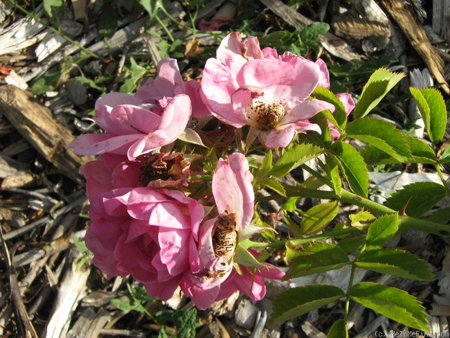 'L15' rose photo
