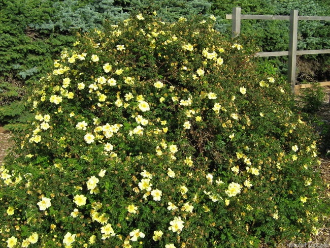 'Scotch Yellow (hybrid spinosissima, Introduced by Wright, 1950)' rose photo