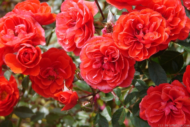 'Kaikoura ®' rose photo