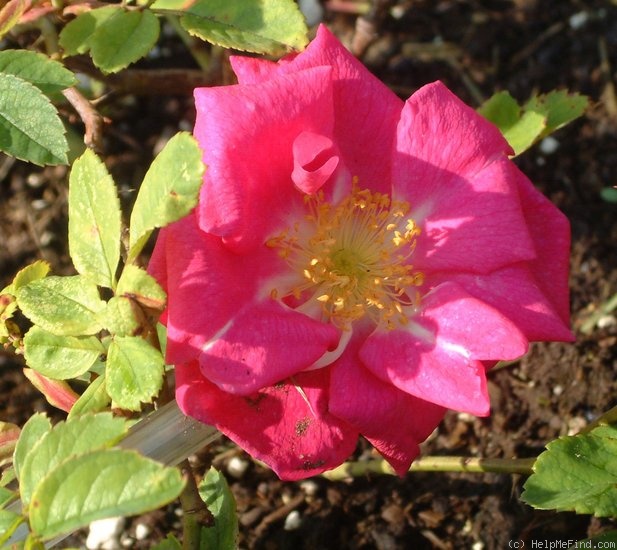 'Augusta (hybrid rugosa, Wright 1953)' rose photo