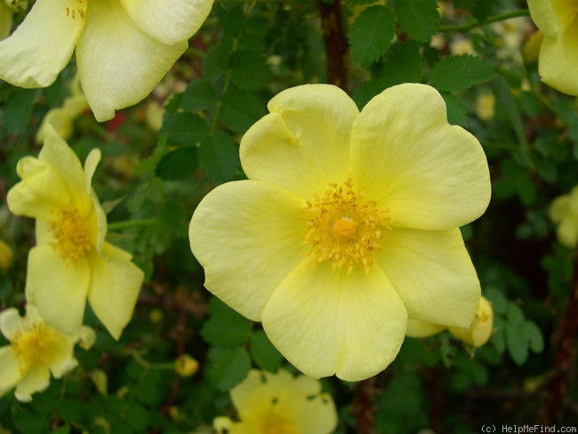 'Yellow Altai' rose photo