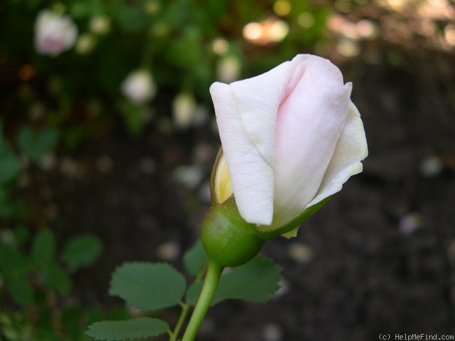 'Beauty of Leafland' rose photo