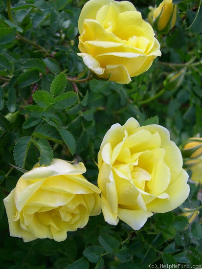 'Hazeldean' rose photo