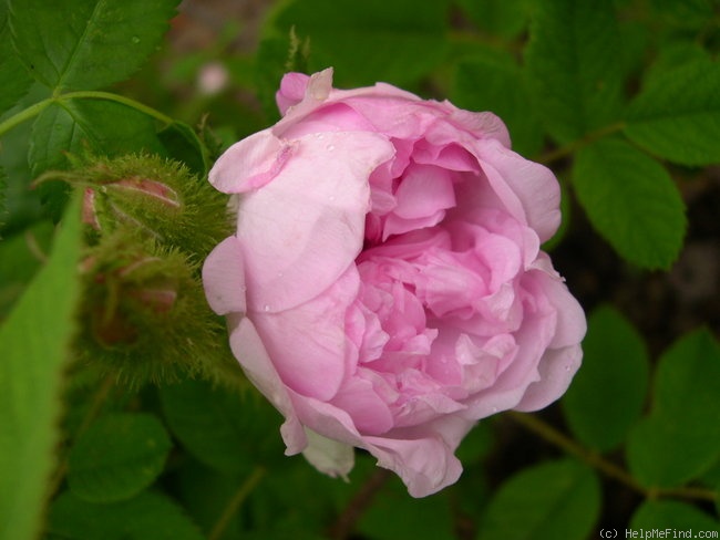 'Mossman' rose photo