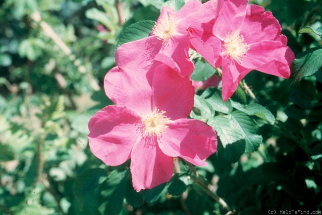 'Bertha' rose photo