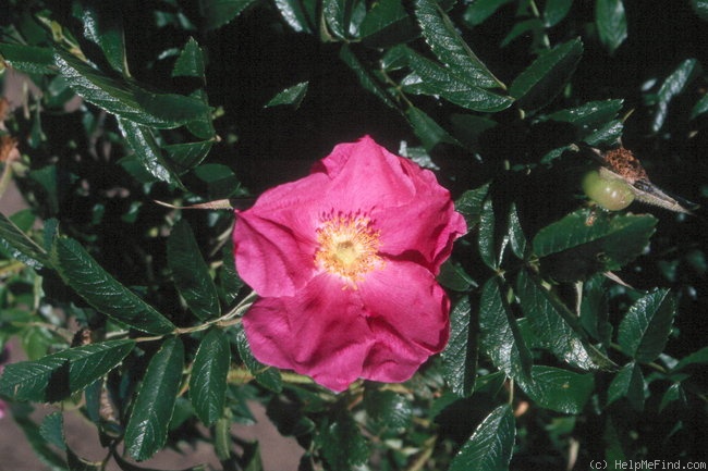 'Corylus' rose photo