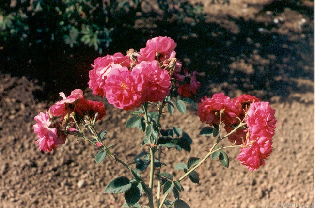 'L72' rose photo