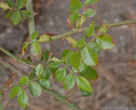 'Fräulein Oktavia Hesse' rose photo