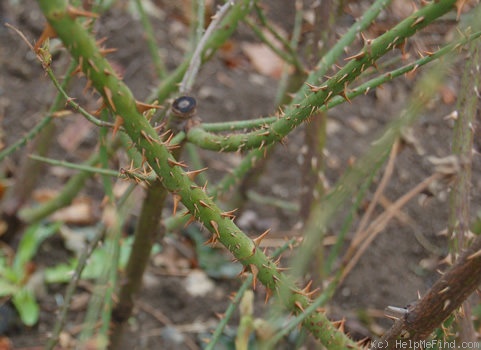 'Futtacker Schlingrose' rose photo