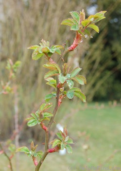 'Geschwinds Schönste' rose photo