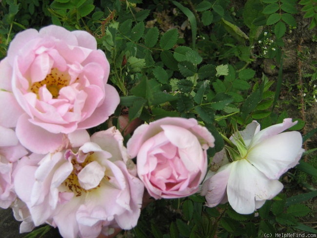 'Ross Rambler 1' rose photo