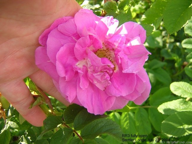 'Ross Rambler 3' rose photo