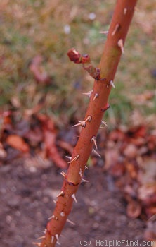 'Antoine Schurz (Hybrid Perpetual, Geschwind, 1890)' rose photo