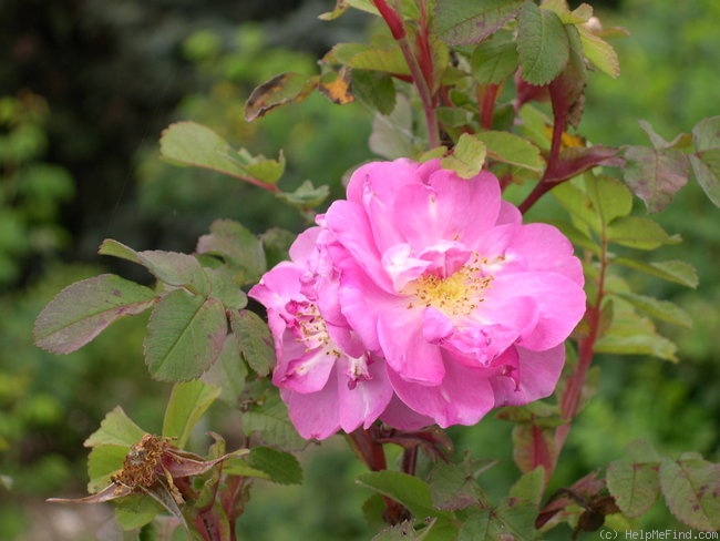 'Betty Bugnet' rose photo