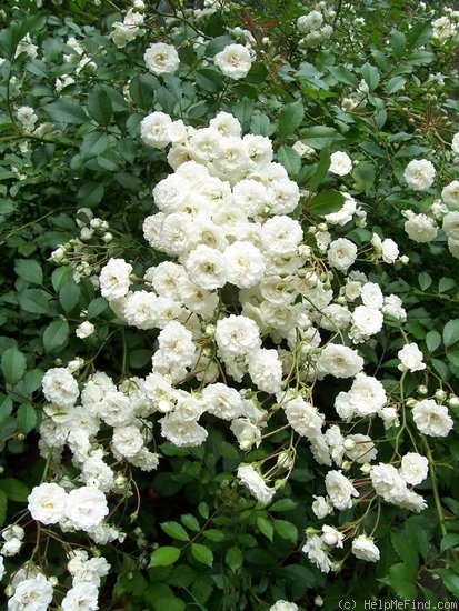 'Alba Meidiland ™' rose photo