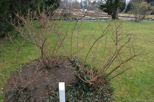 'Signe Relander' rose photo