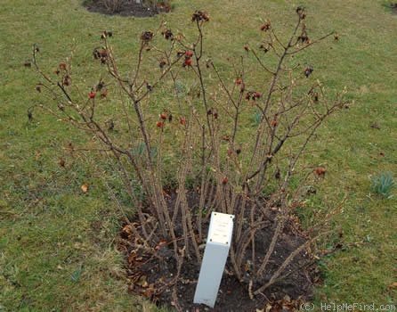 'Rokoko (hybrid rugosa, Baum 1987)' rose photo