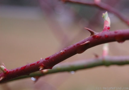 '<i>Rosa multiflora</i> Thunb.' rose photo