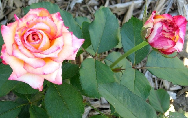 'Dream Come True ™ (grandiflora, Pottschmidt, 2006)' rose, click to enlarge 'Dream Come True ™ (grandiflora, Pottschmidt, 2006)' rose photo
