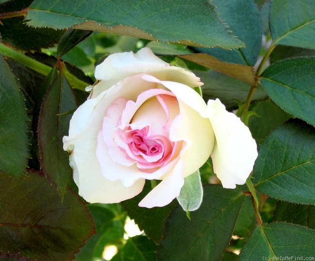 'Moonstone ™ (Hybrid Tea, Carruth, 1998)' rose photo