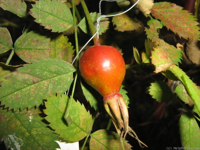 'Ross Rambler 6' rose photo