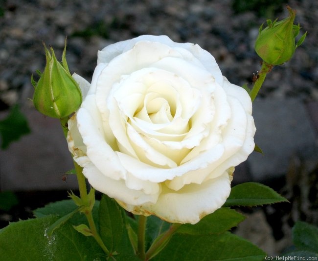 'Queen Mary 2 ™' rose photo