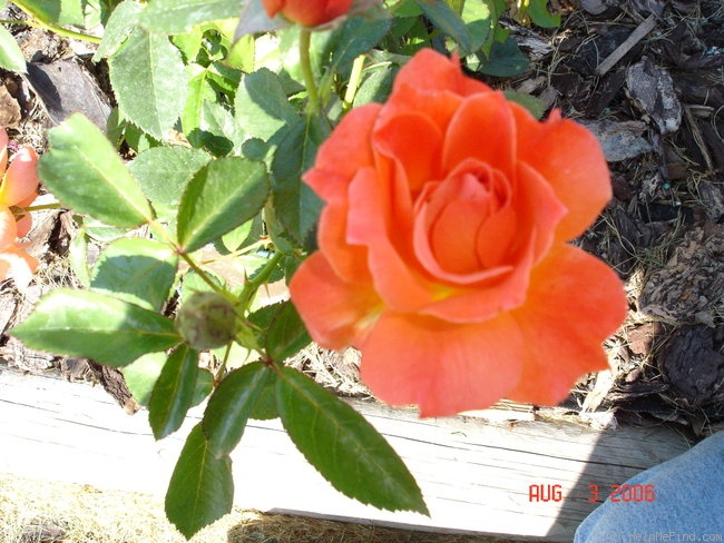 'BAIrise' rose photo