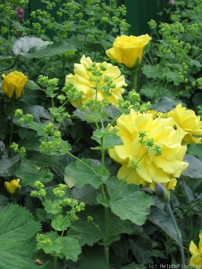 'Friesia (floribunda, Kordes, 1973)' rose photo