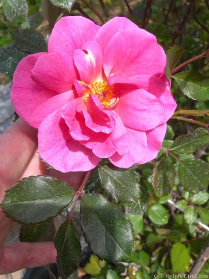 'Lyn Griffith' rose, click to enlarge 'Lyn Griffith' rose photo