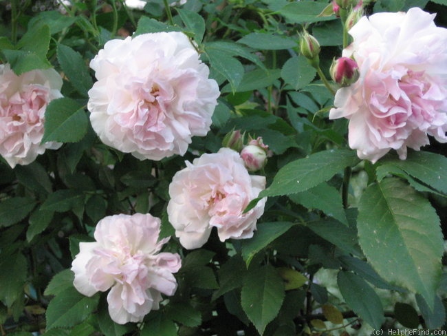'Indica Major' rose photo