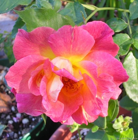 'Ambassador (hybrid tea, Premier, 1930)' rose photo