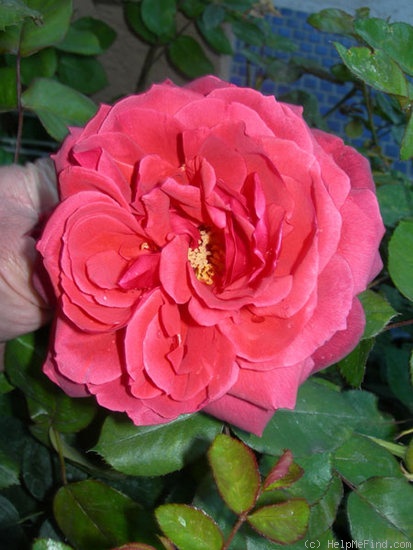 'Smoky' rose photo