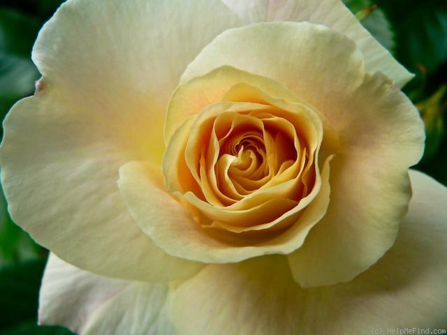 'Prairie Harvest' rose photo