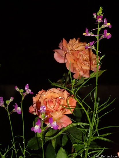 'Outrageous ™' rose photo