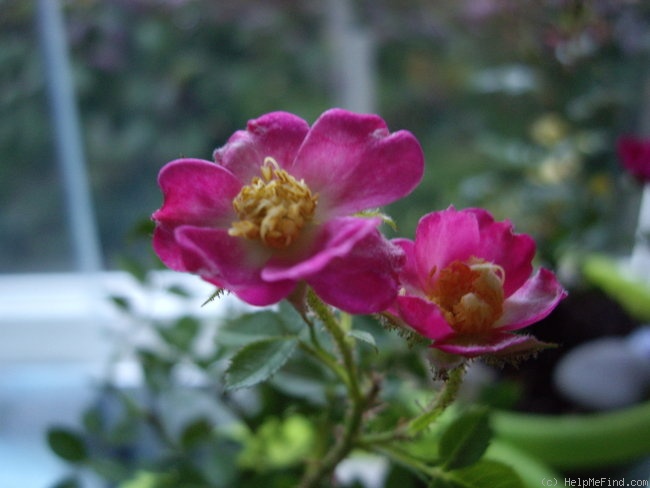 'Kara' rose photo