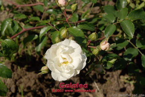 'Galatea ® (shrub, Barni, 2003)' rose photo