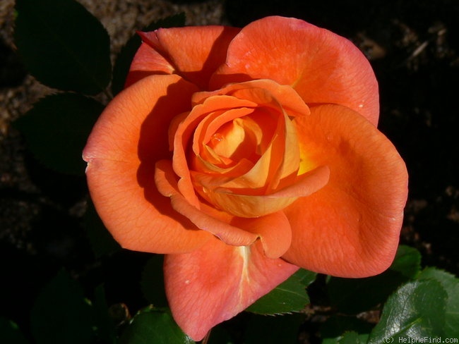 'Woburn Abbey' rose photo