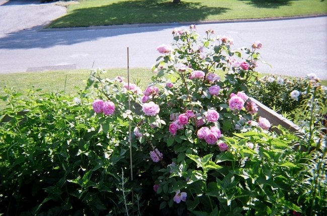 'Thorngrower's garden' , click to enlarge 'Thorngrower's garden'  photo