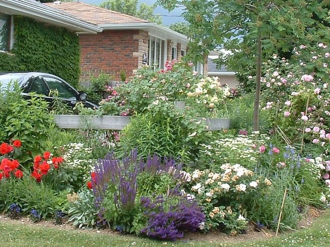 'Thorngrower's garden' , click to enlarge 'Thorngrower's garden'  photo