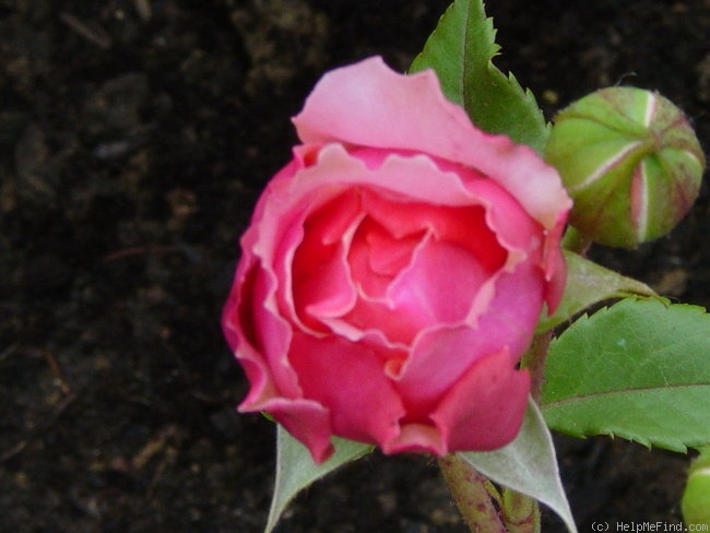 'Elly J. Nieborg' rose photo