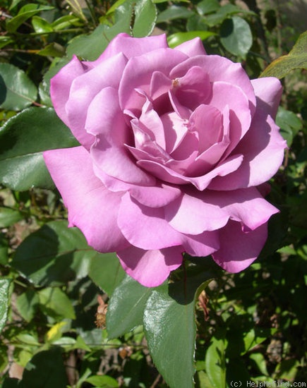 'Heirloom (hybrid tea, Warriner 1972)' rose photo
