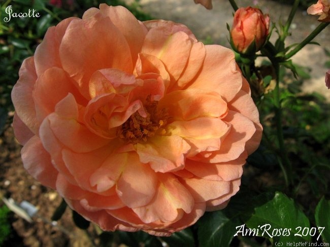 'Jacotte' rose photo